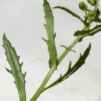 Oxford Ragwort